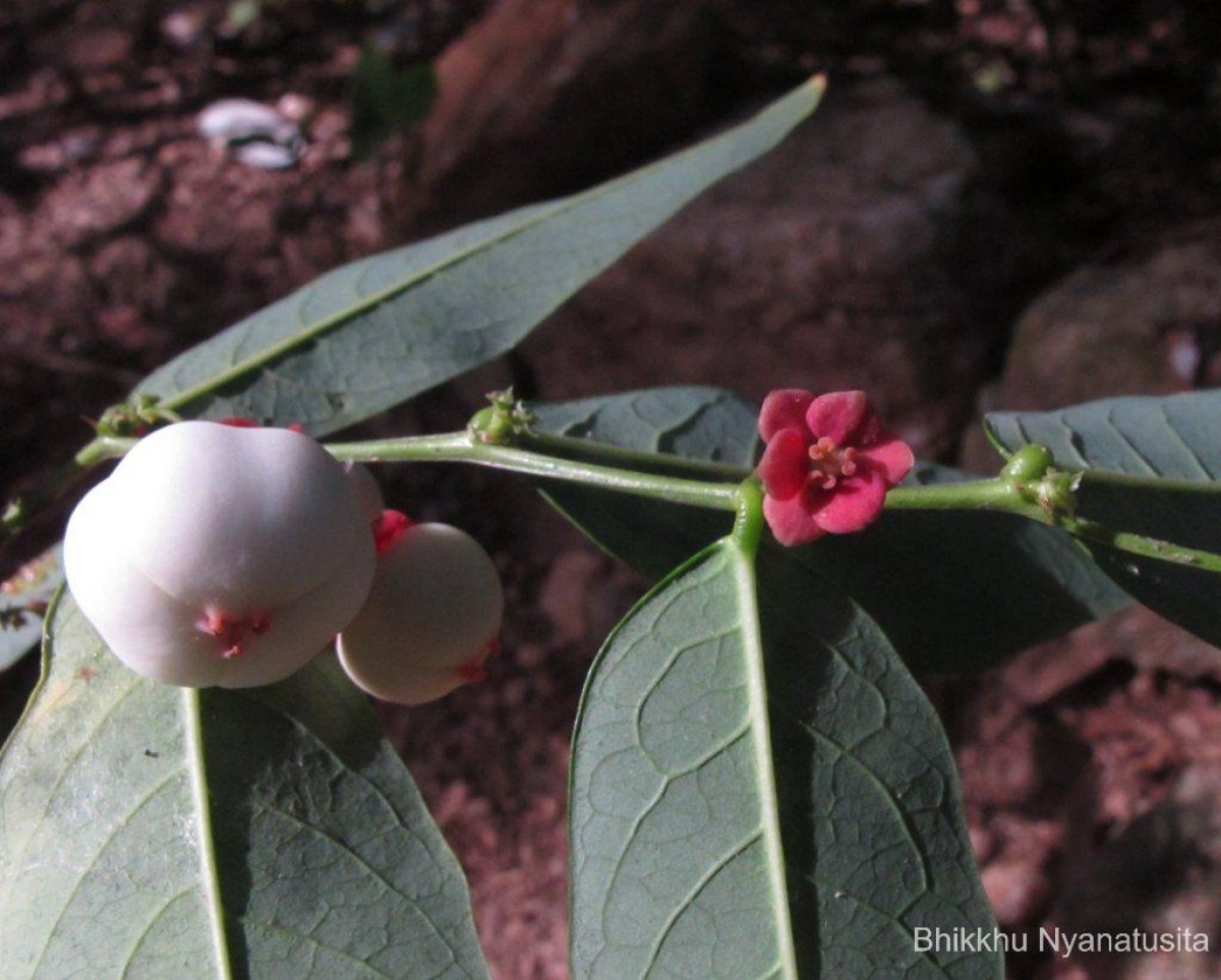 Breynia androgyna (L.) Chakrab. & N.P.Balakr.